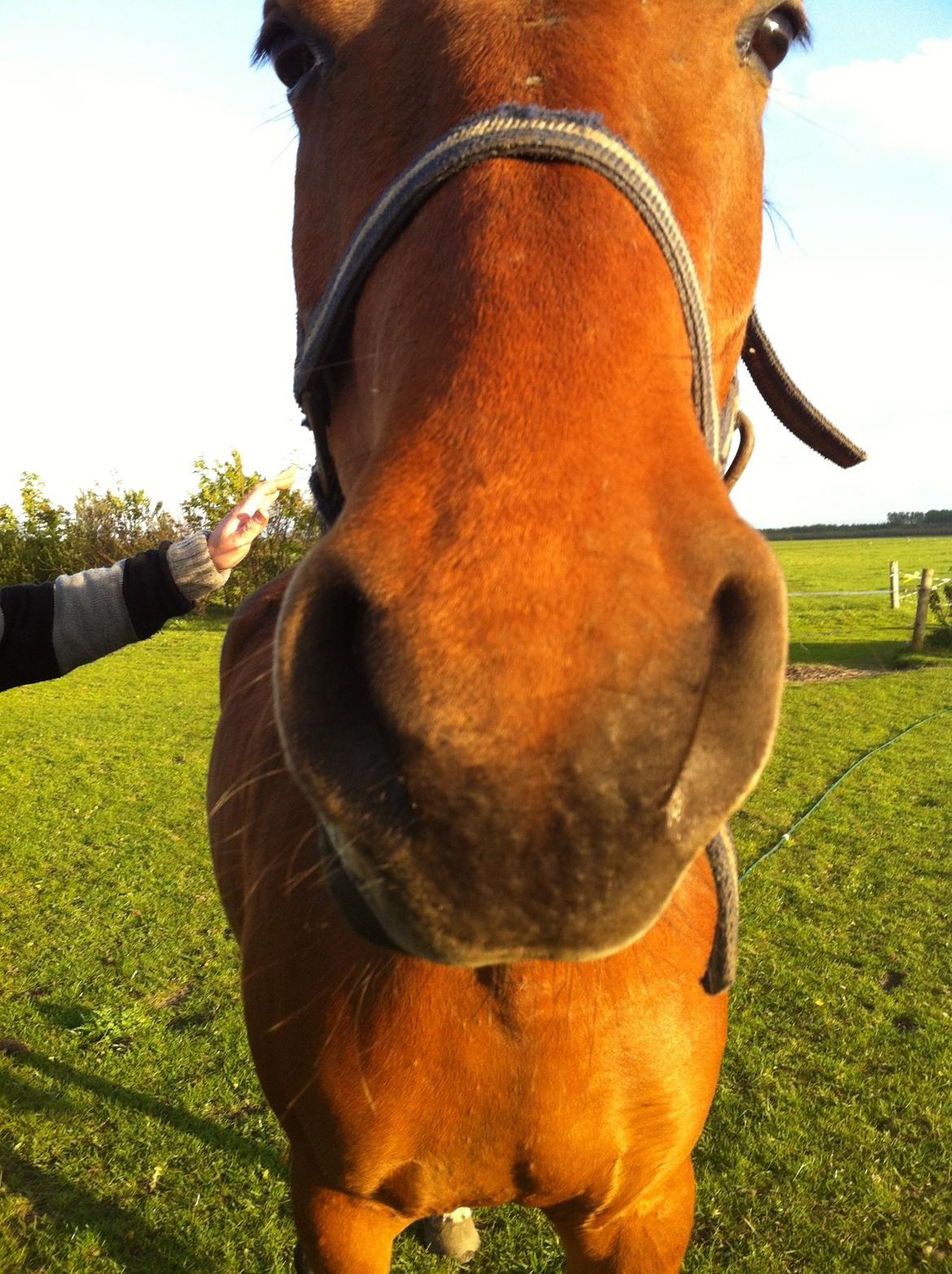 Holstener Casey billede 13