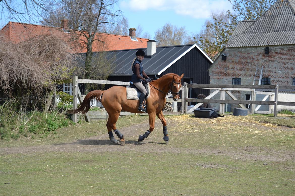 Anden særlig race Virago - Første gang Cecilie red Virago <3 billede 14