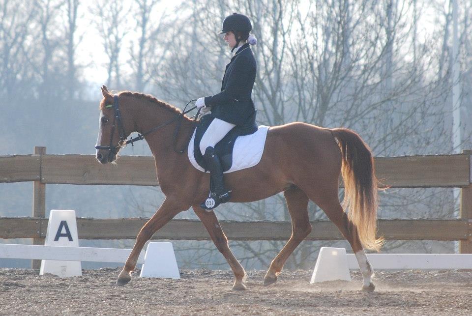 Hollandsk Sportspony Edo - Maj 2013 - første stævne som hest
Foto: Rikke Bech Hansen billede 7