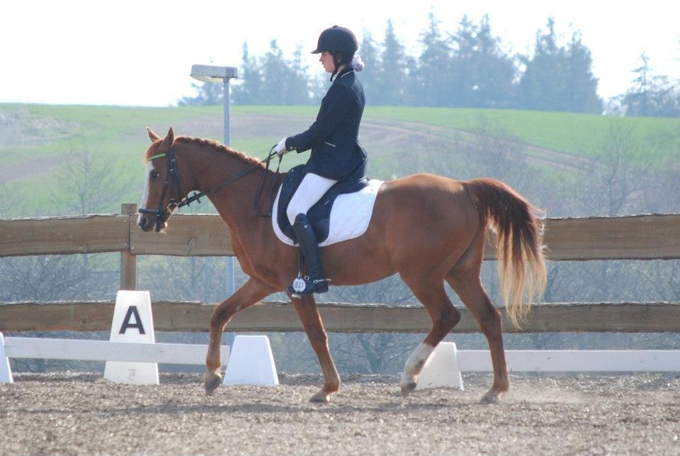 Hollandsk Sportspony Edo - Maj 2013 - Første stævne som hest 
Foto: Rikke Bech Hansen billede 19