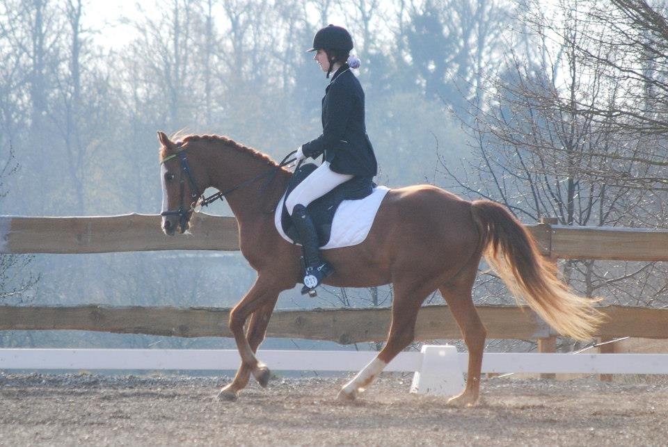 Hollandsk Sportspony Edo - Maj 2013 - Første stævne som hest
Foto: Rikke Bech Hansen billede 12