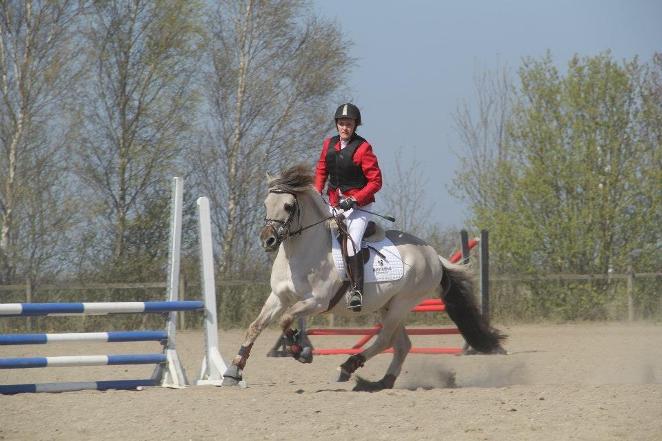 Fjordhest Hashagen's D-Mark - Sydhavscup på LSP d. 5/5-12. Fuld fart rundt i 80cm klassen. billede 9