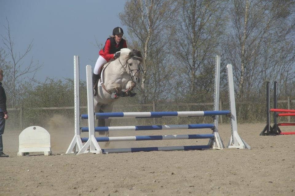 Fjordhest Hashagen's D-Mark - Sydhavscup på LSP d. 5/5-12. Næsten i mål i 80cm klassen. billede 2