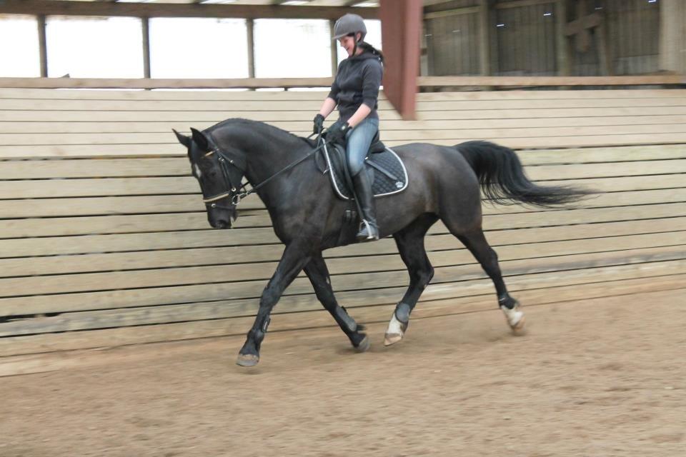 Schweres Warmblut Linde (Red) billede 13