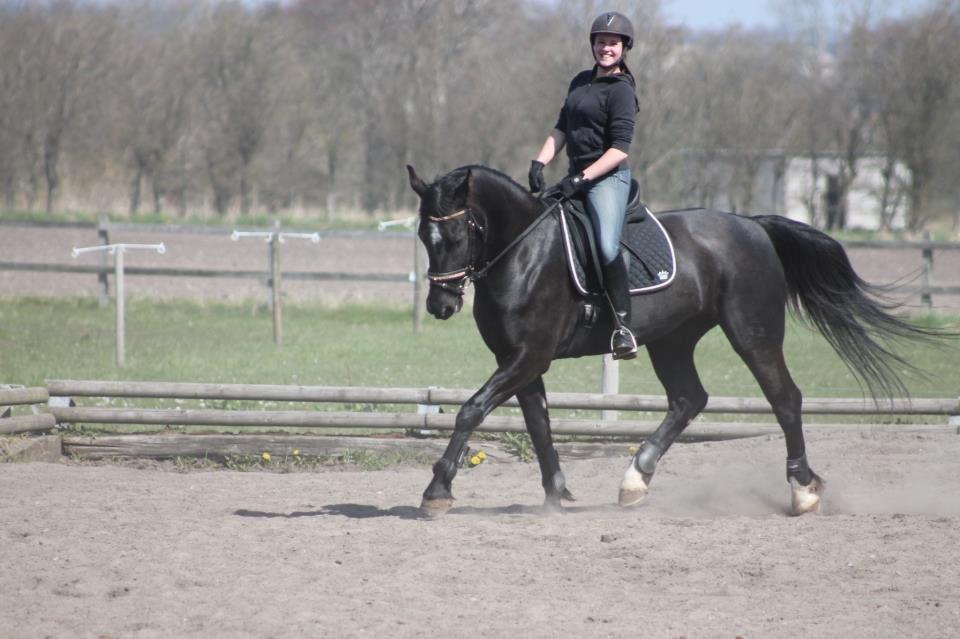 Schweres Warmblut Linde (Red) billede 15