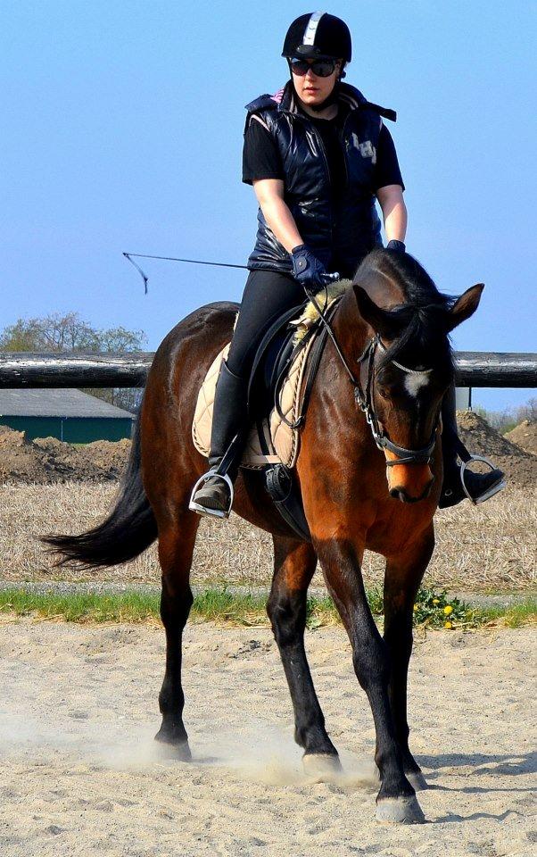 Pinto Jacki Højgård (DAMPBARNET) - Mors dressurmulle <3 billede 20