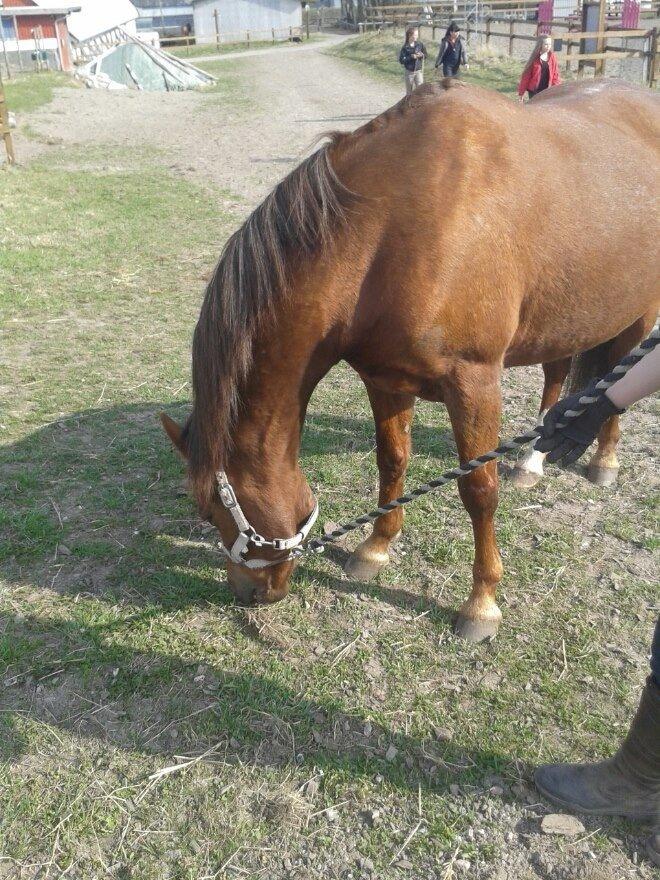 DSP Prima Donna <3 billede 2