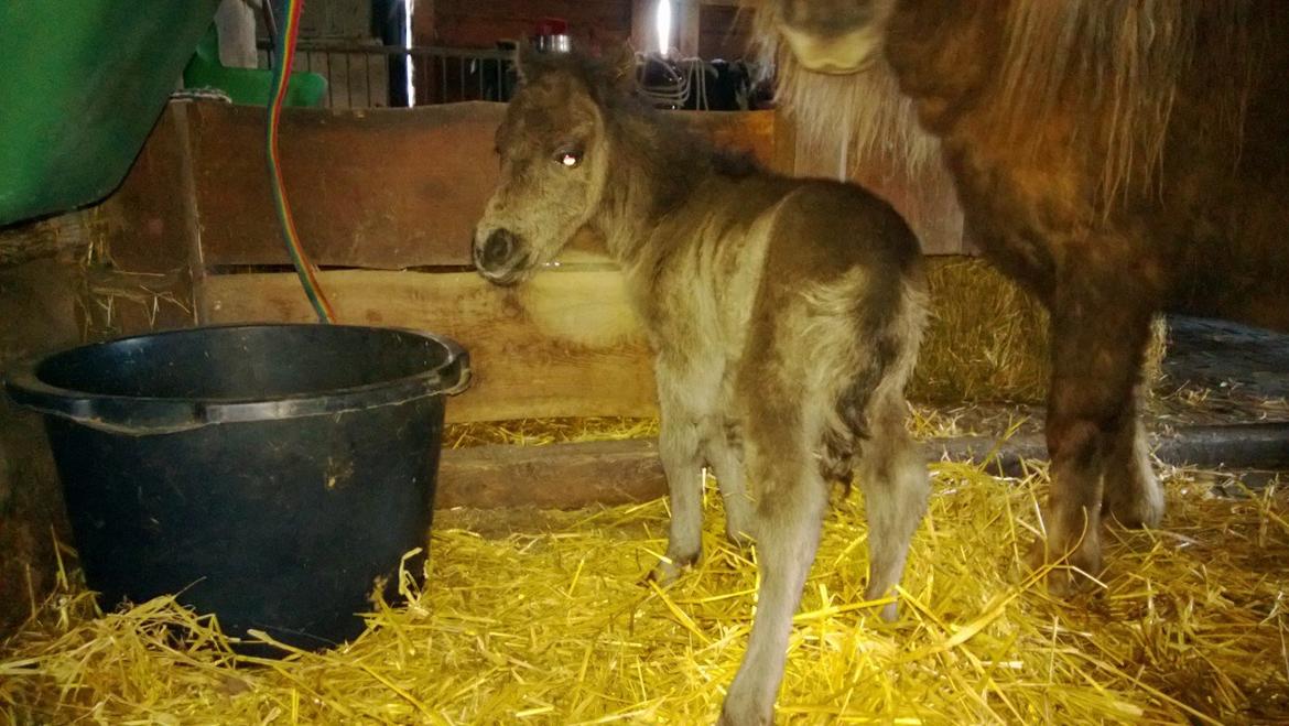 Shetlænder Hedens Arthur - Arthur's søn født d. 5.5.13 billede 13