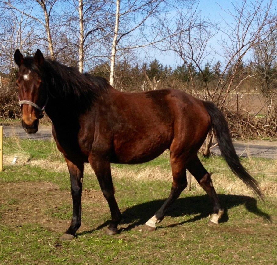 Oldenborg Locksli billede 13