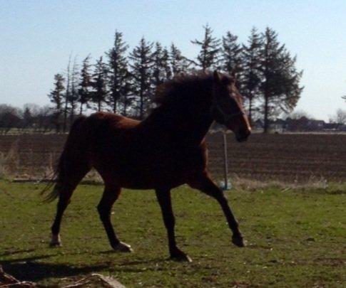 Oldenborg Locksli billede 14