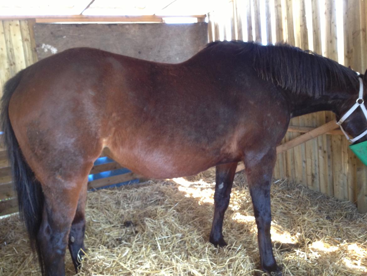 Oldenborg Locksli billede 15