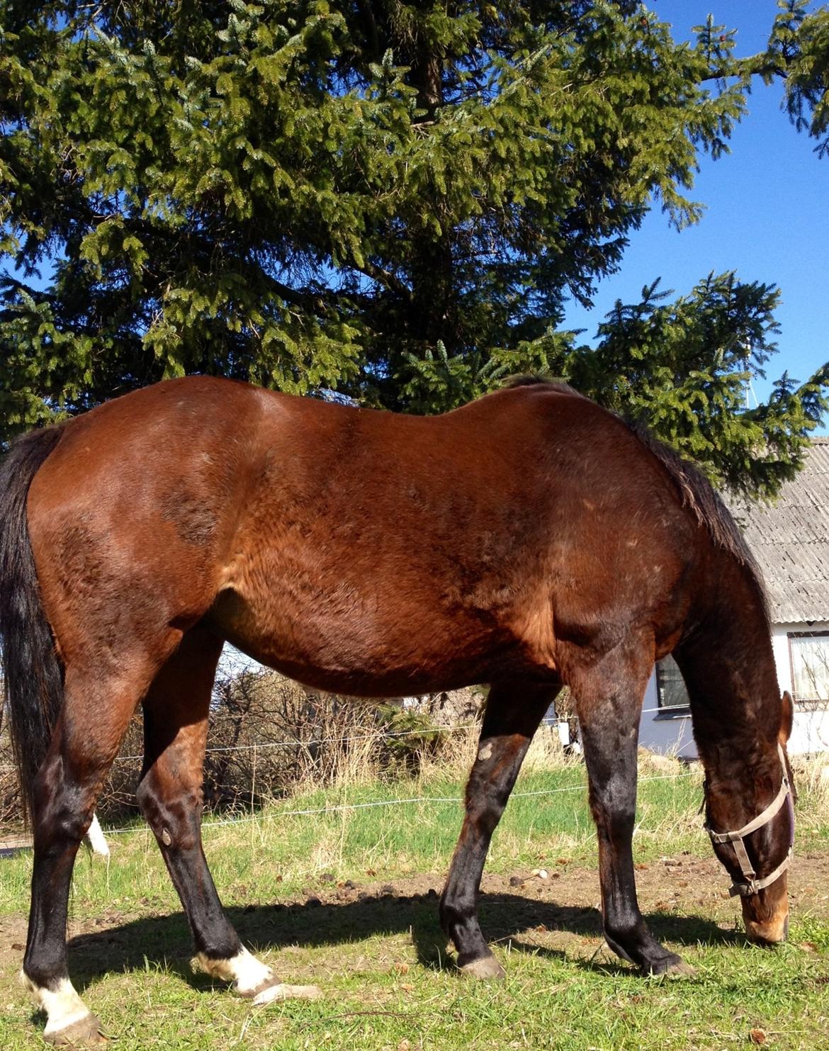 Oldenborg Locksli billede 16