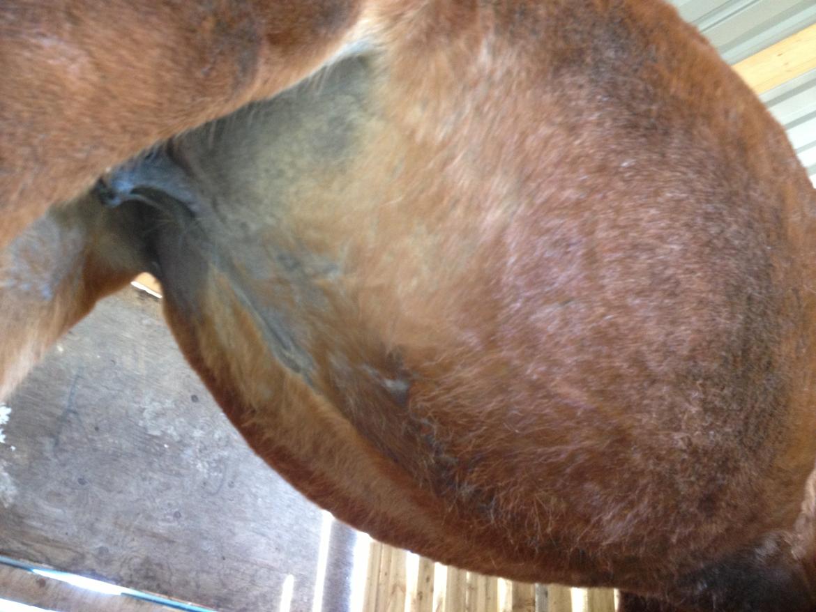 Oldenborg Locksli billede 17