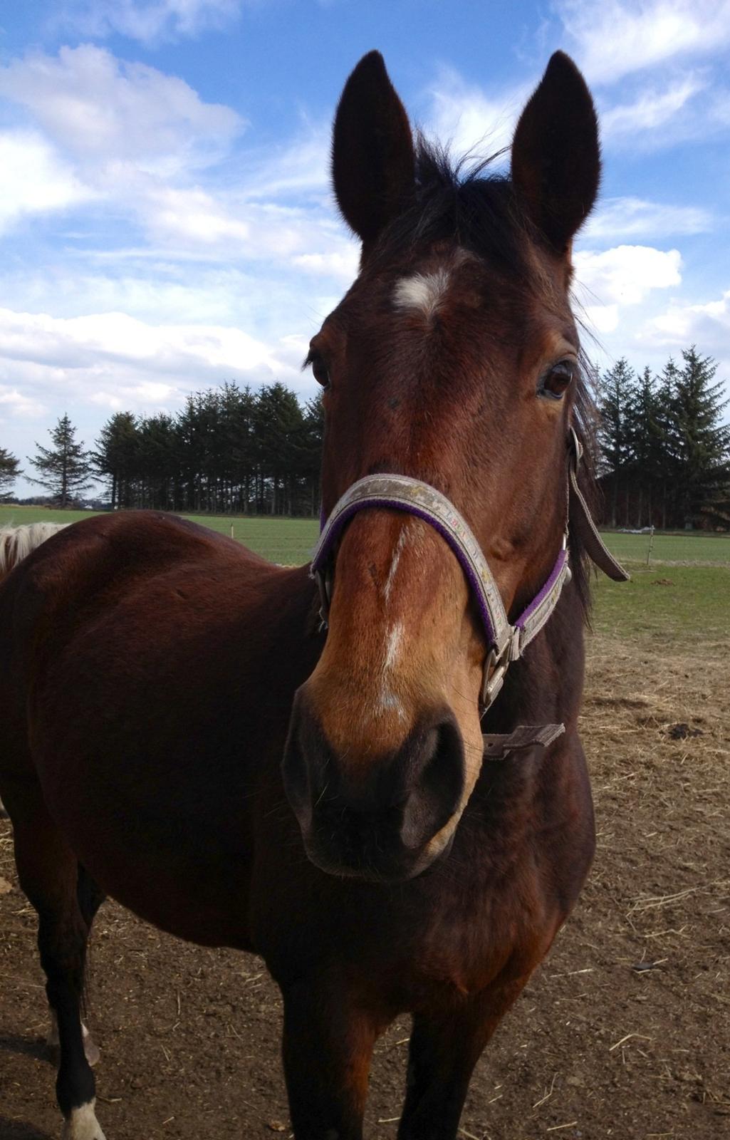 Oldenborg Locksli billede 18