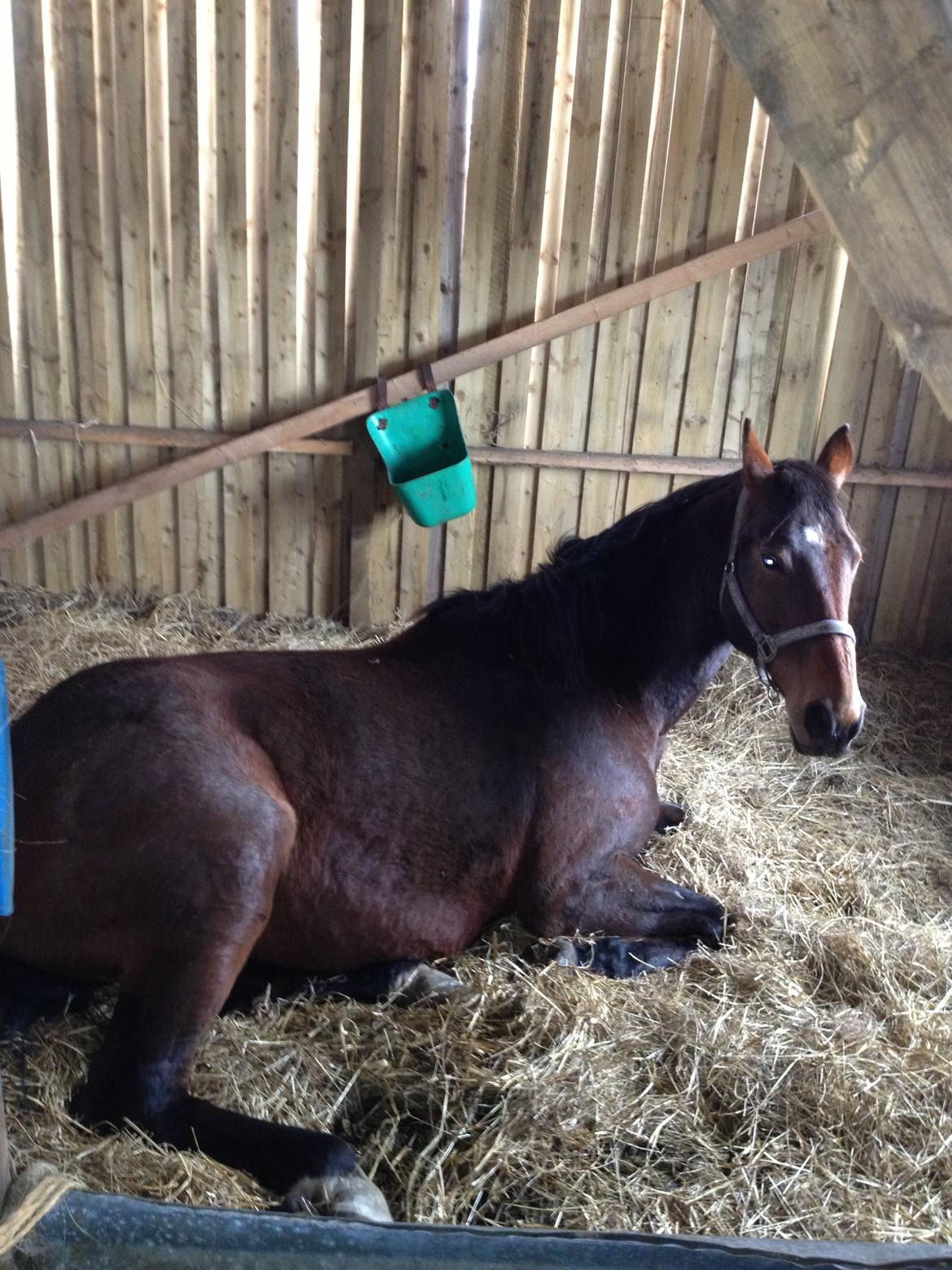 Oldenborg Locksli billede 19