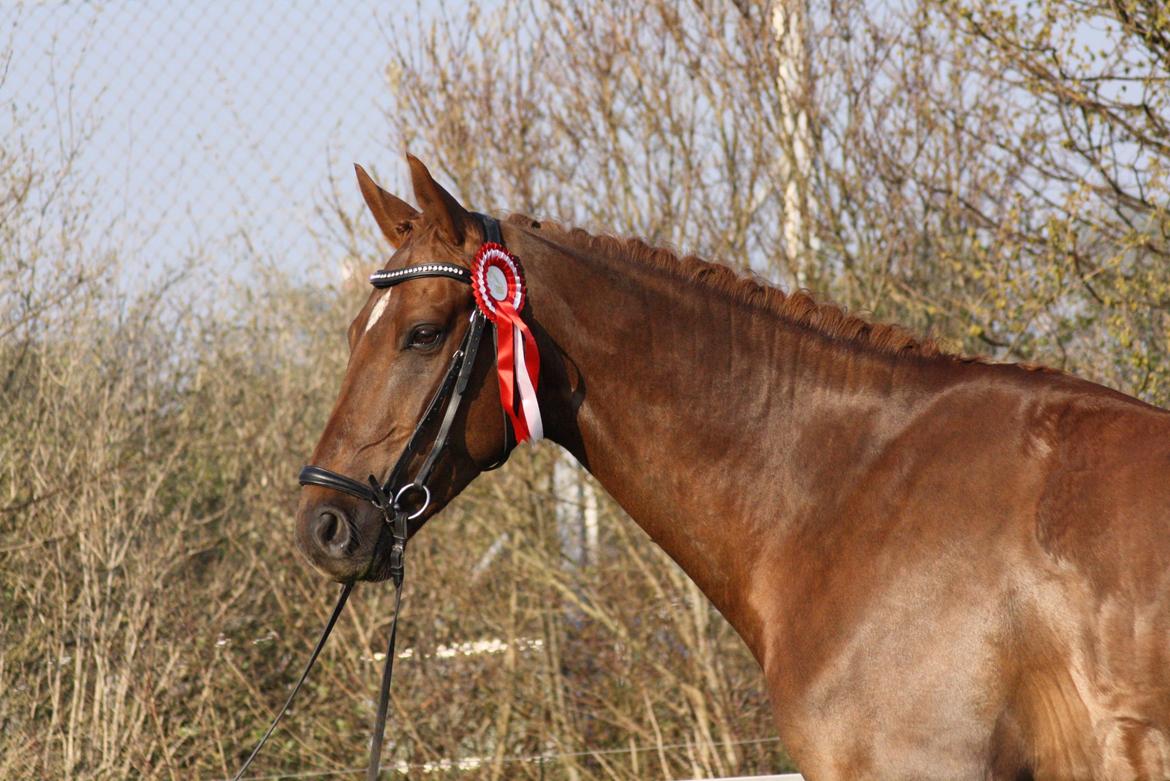 Dansk Varmblod Asterix billede 19