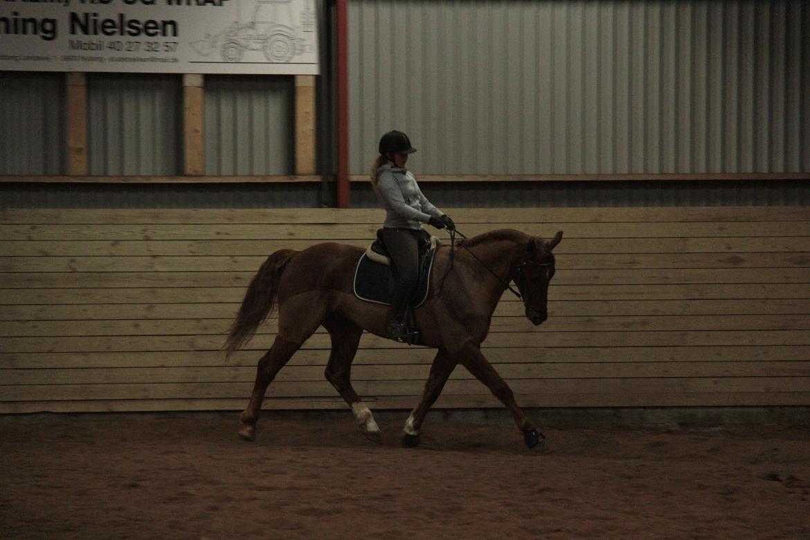 Dansk Varmblod Asterix billede 13