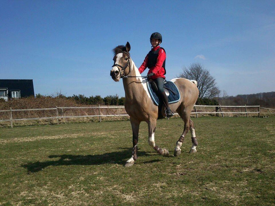 Irsk Sportspony Pacer billede 1