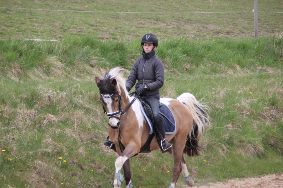 Irsk Sportspony Pacer billede 2