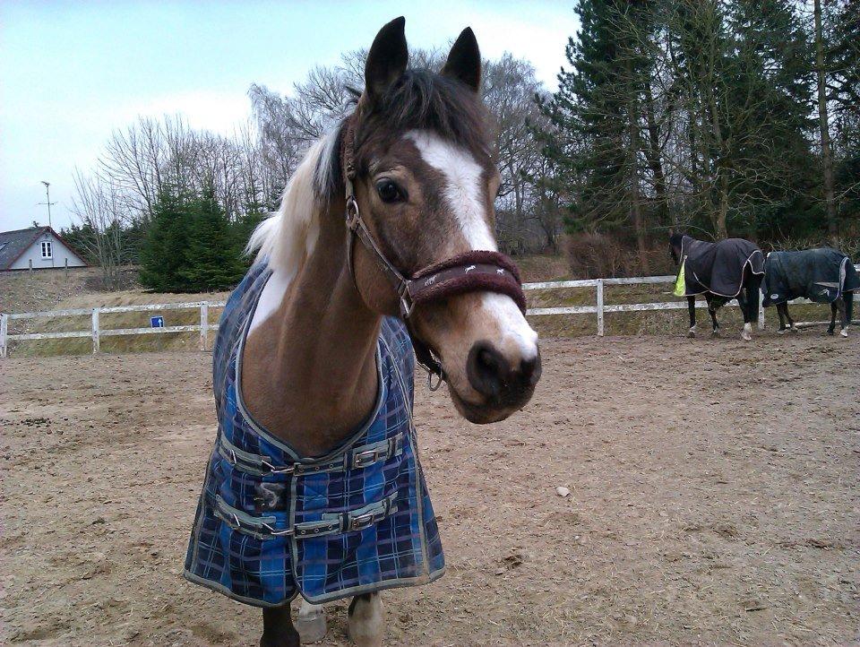 Irsk Sportspony Pacer billede 3