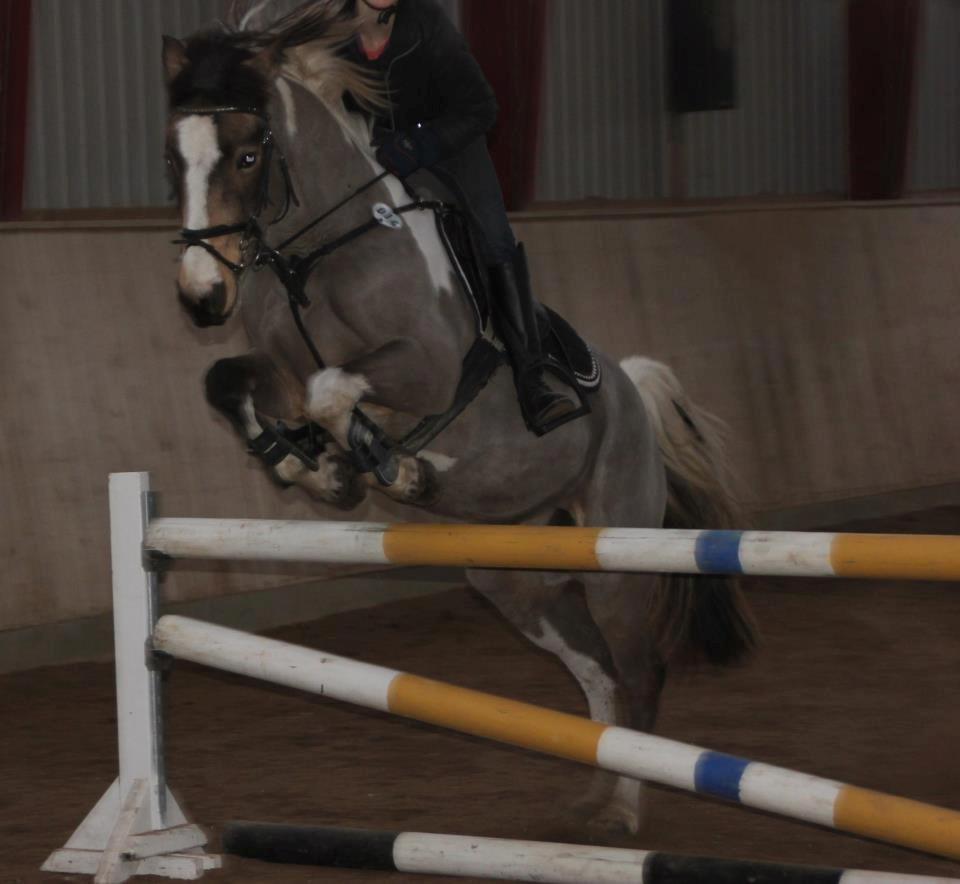 Irsk Sportspony Pacer billede 4