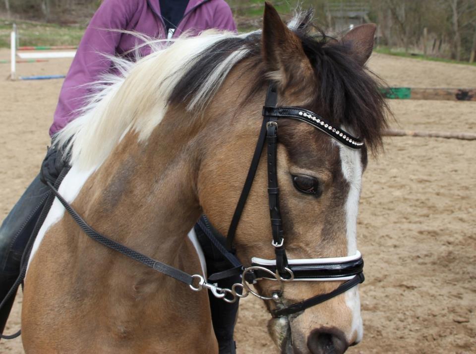 Irsk Sportspony Pacer billede 5