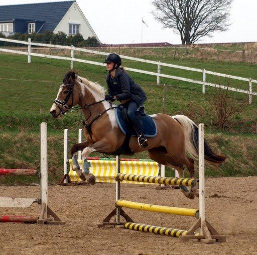 Irsk Sportspony Pacer billede 6