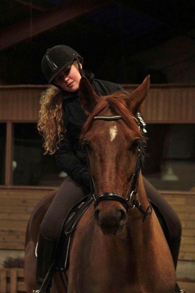 Dansk Varmblod Asterix billede 5