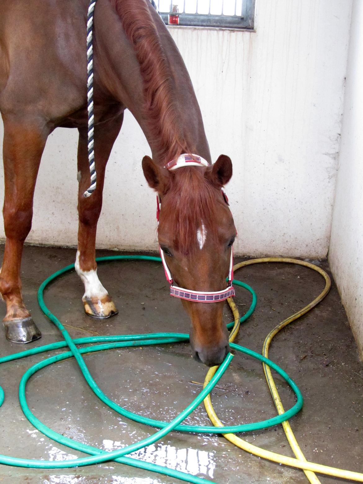 Dansk Varmblod Asterix billede 10