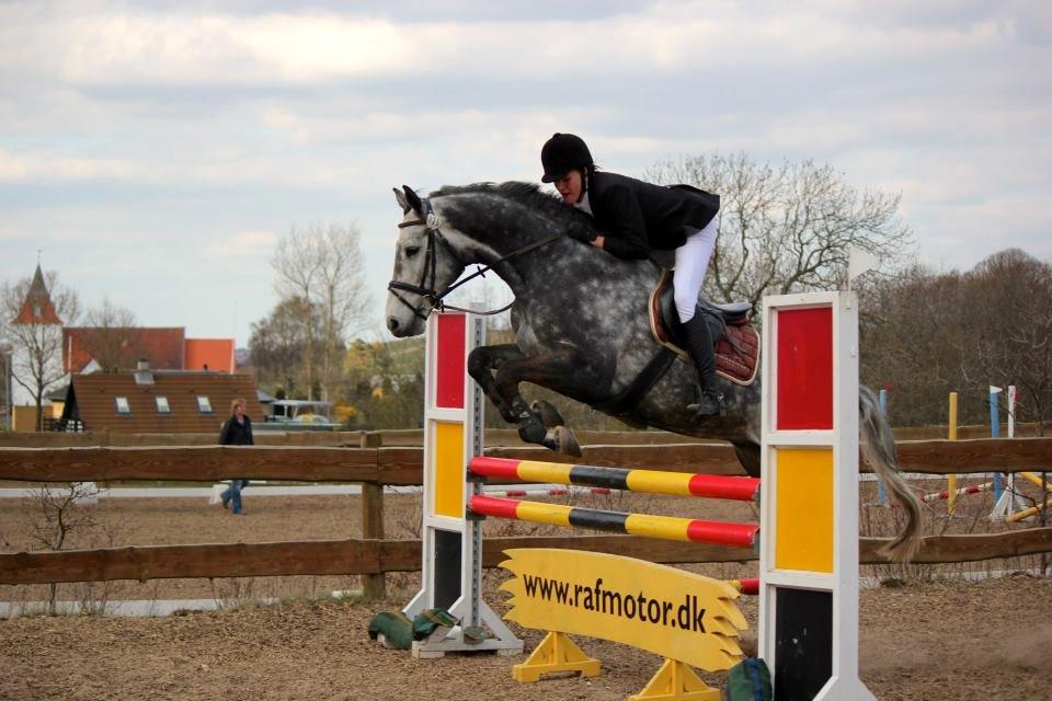 Holstener Corleone -Colle- - LB** 2 plads, da han bare skulle have en sikker runde :-) billede 2