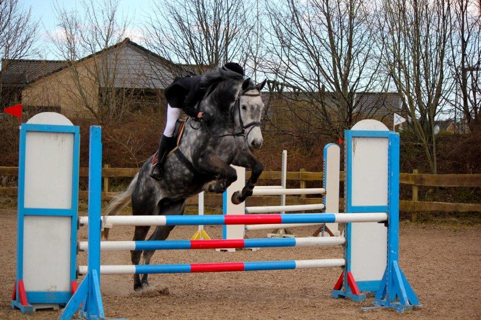 Holstener Corleone -Colle- - LB** 2 plads, da han bare skulle have en sikker runde :-) billede 17