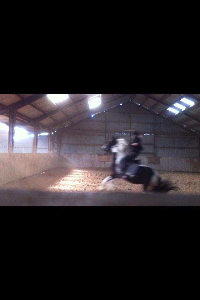 Irish Cob Hauge's Gilroy - Under tilridning, jeg fik lige hele turen! Men blev siddende billede 3