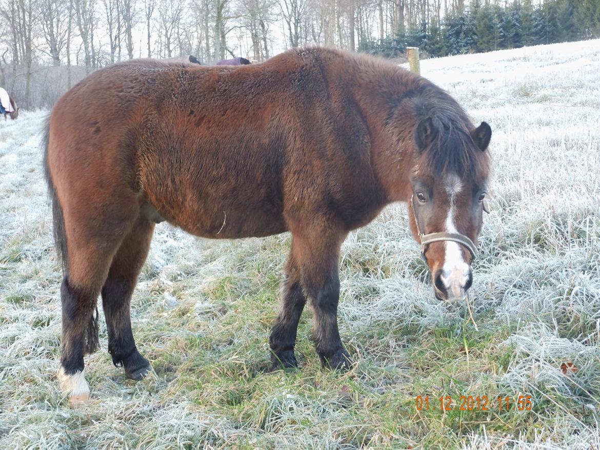Anden særlig race Nougat <3 - Den tykke på folden :D <3 billede 3