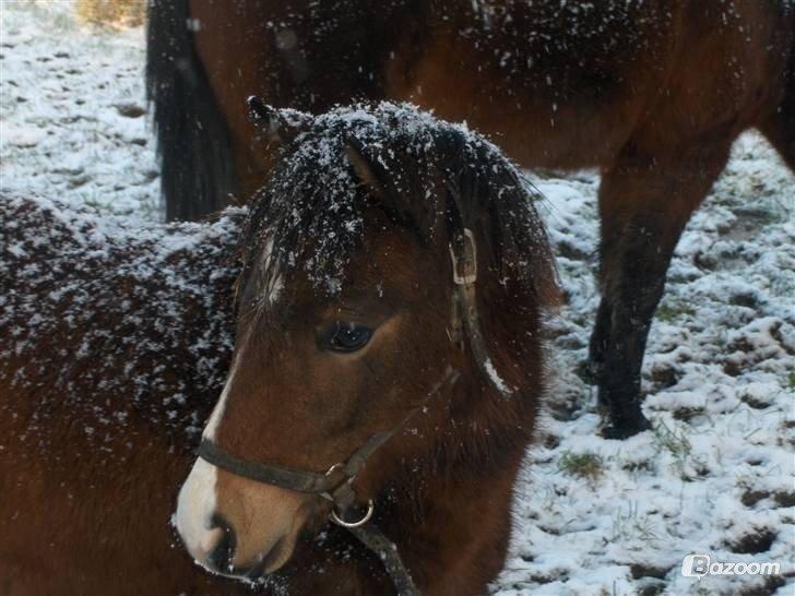Anden særlig race Nougat <3 - En meget smuk ung hingst! <3 billede 10