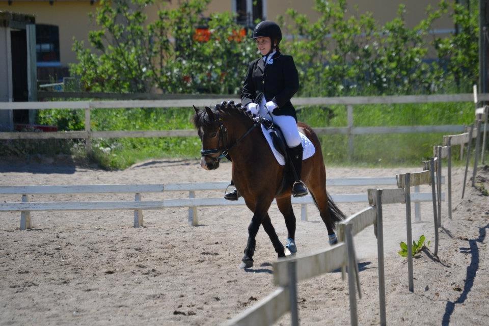 Anden særlig race Nougat <3 - Nougat som bare kan gå dressur ! <3 billede 5