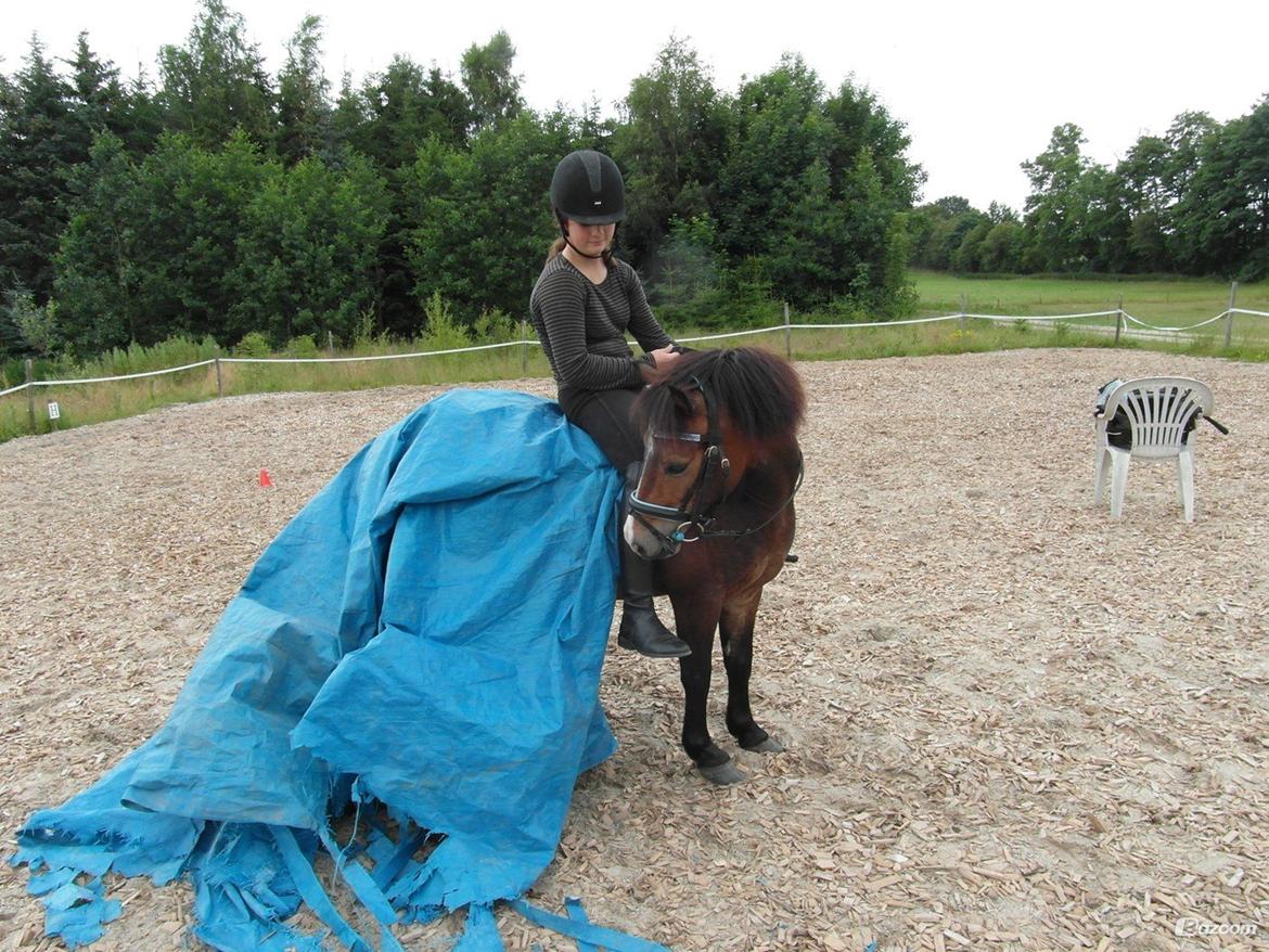 Anden særlig race Nougat <3 - Han sagde slet ikke noget til det! Er meget stolt af lillemanden! <3 billede 12