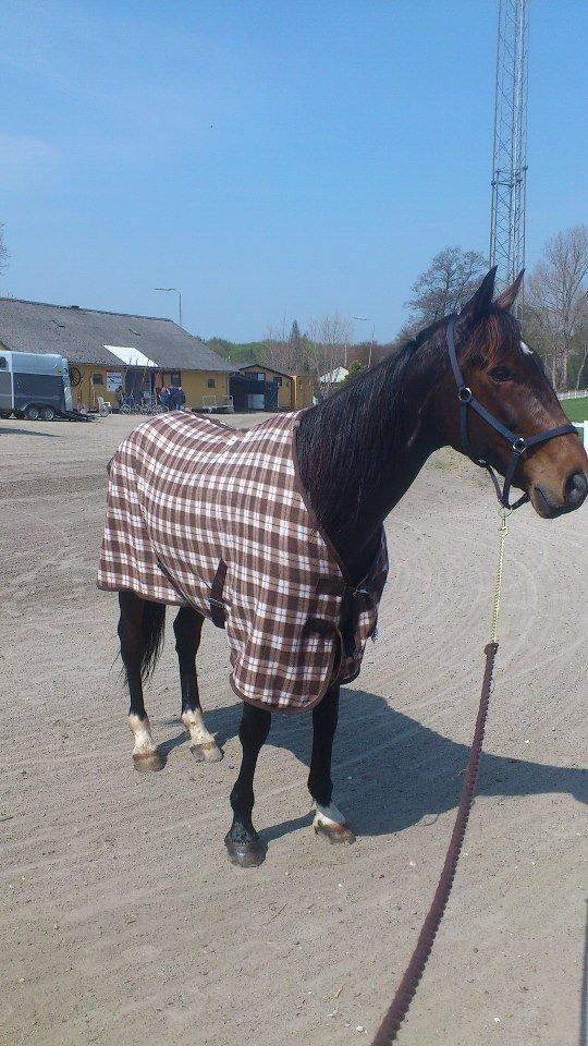 Traver Mccoy V K billede 7