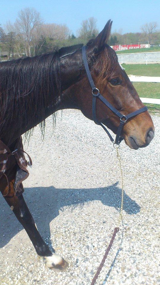 Traver Mccoy V K billede 8