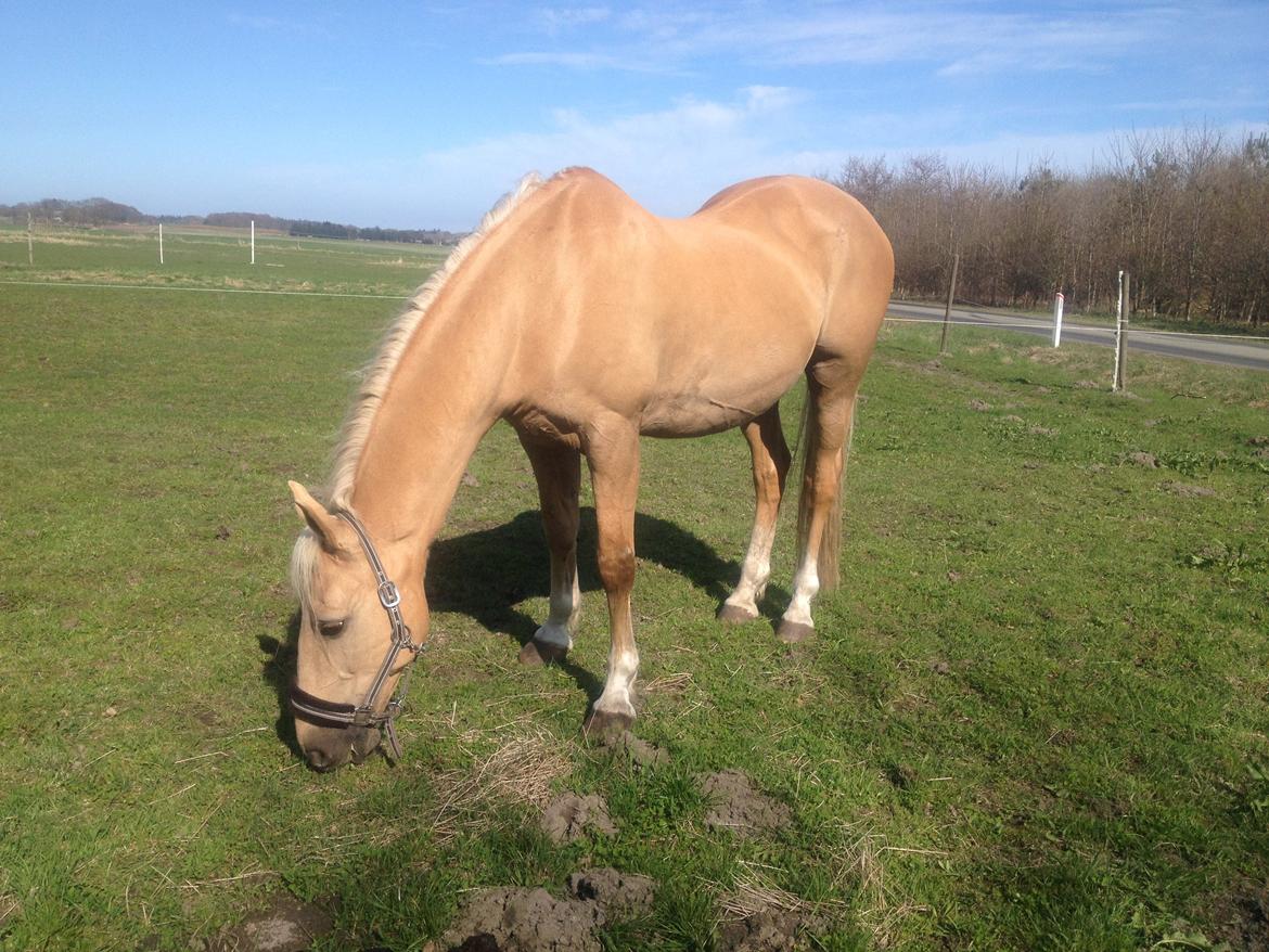 Palomino Lucky Samson - Her er Lucky, i sin pragt billede 6