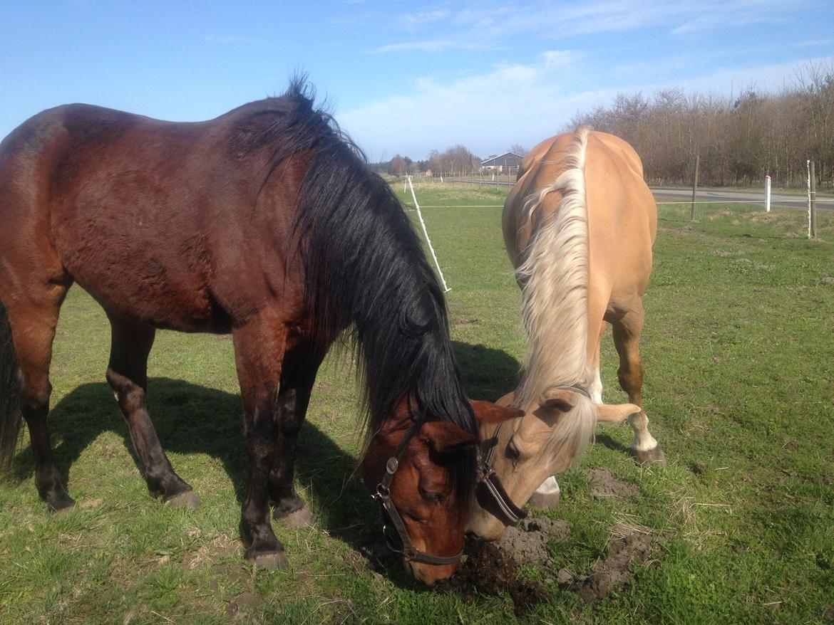 Palomino Lucky Samson - Lucky og Mingus De Jeosolo billede 7