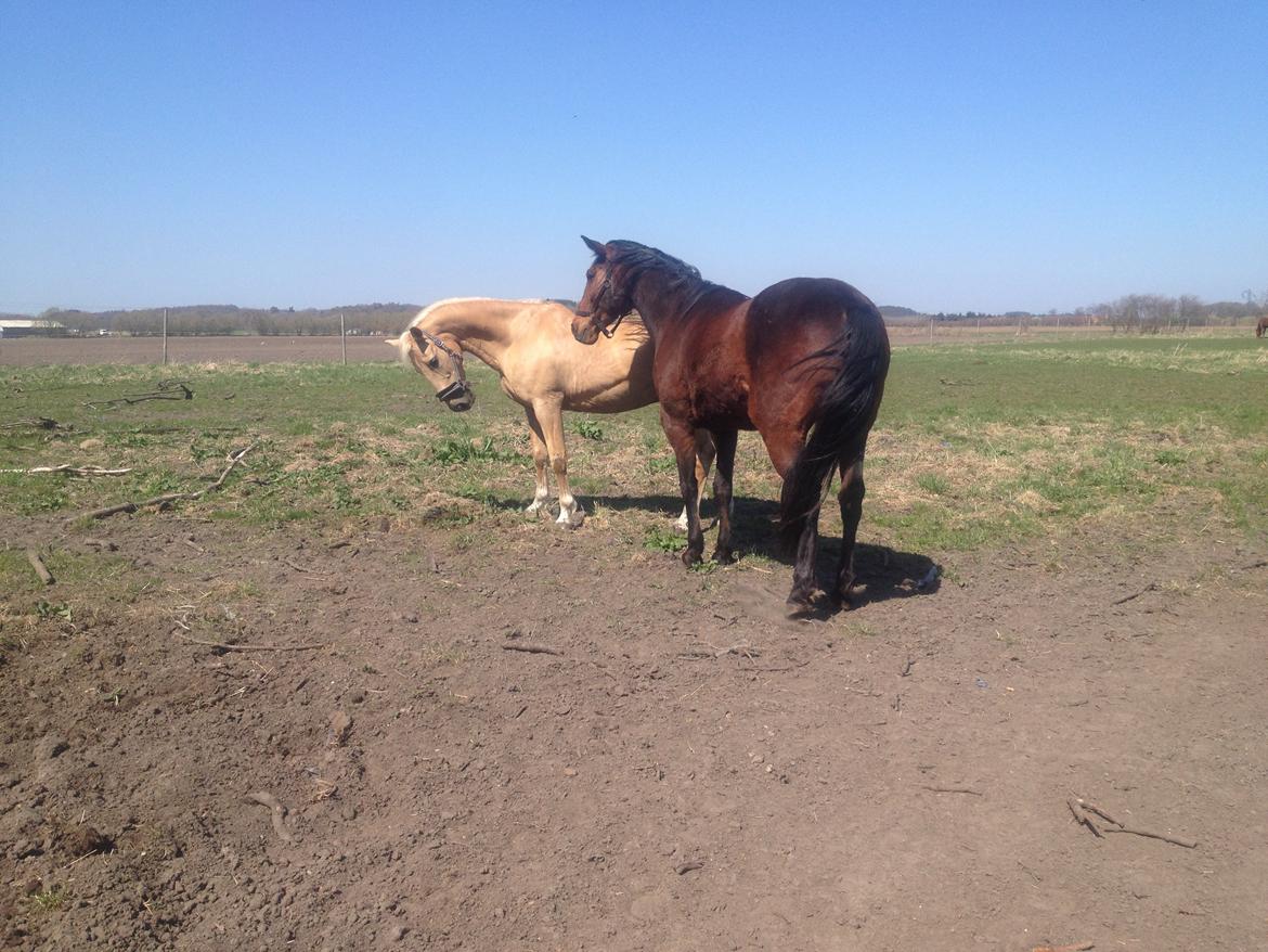 Palomino Lucky Samson - Lucky og Mingus De Jeosolo, de bliver de bedste venner efter 5 dage er de allerede så langt. billede 8
