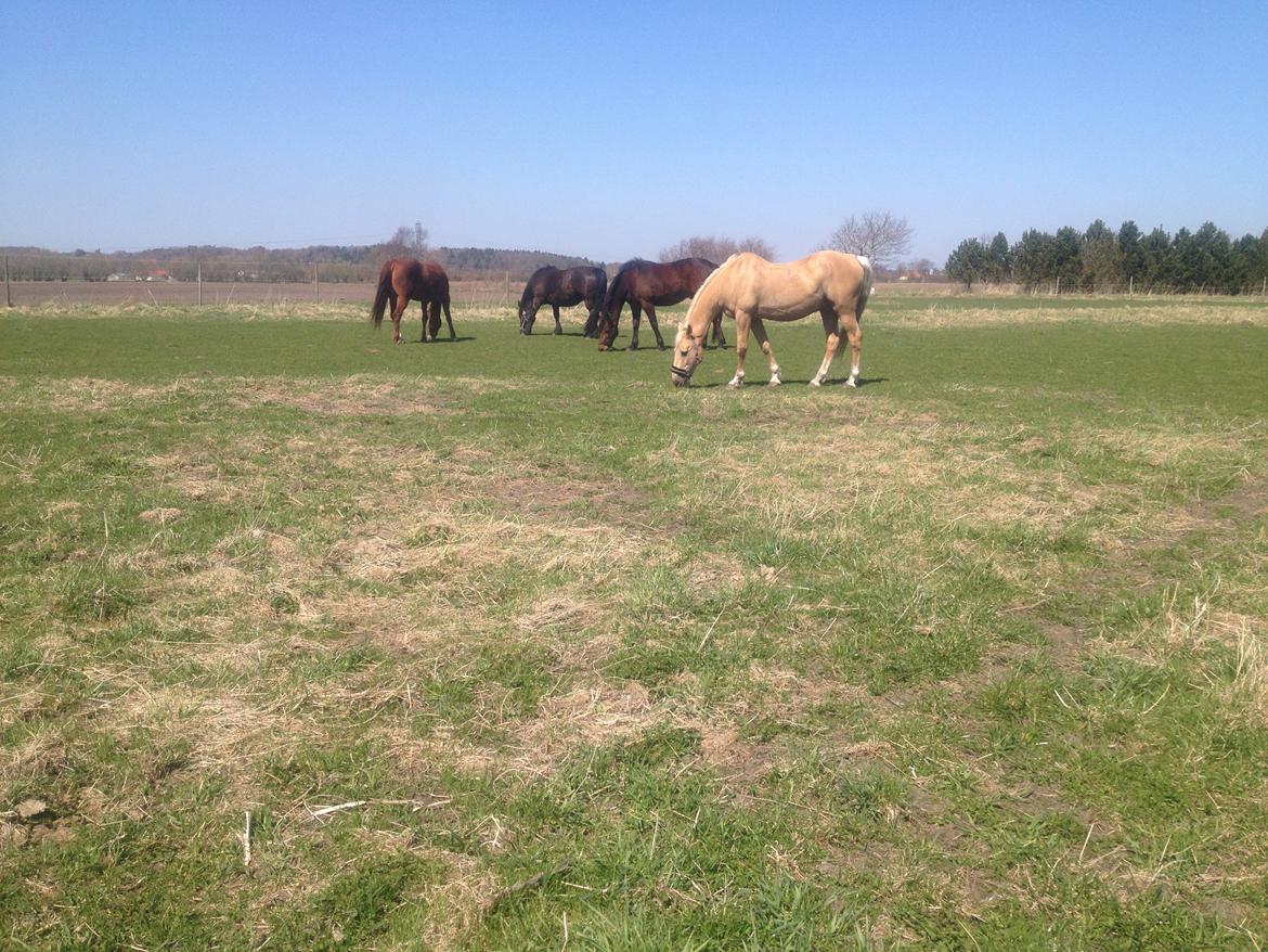 Palomino Lucky Samson - Flokken, Dream Halbak, Daisy, Mingus De Jeosolo og Lucky  billede 9