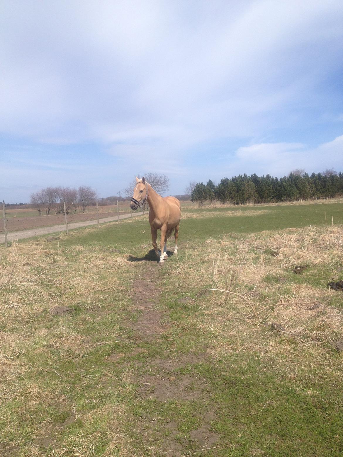 Palomino Lucky Samson - Posere...Lucky..Neeeej!? billede 10