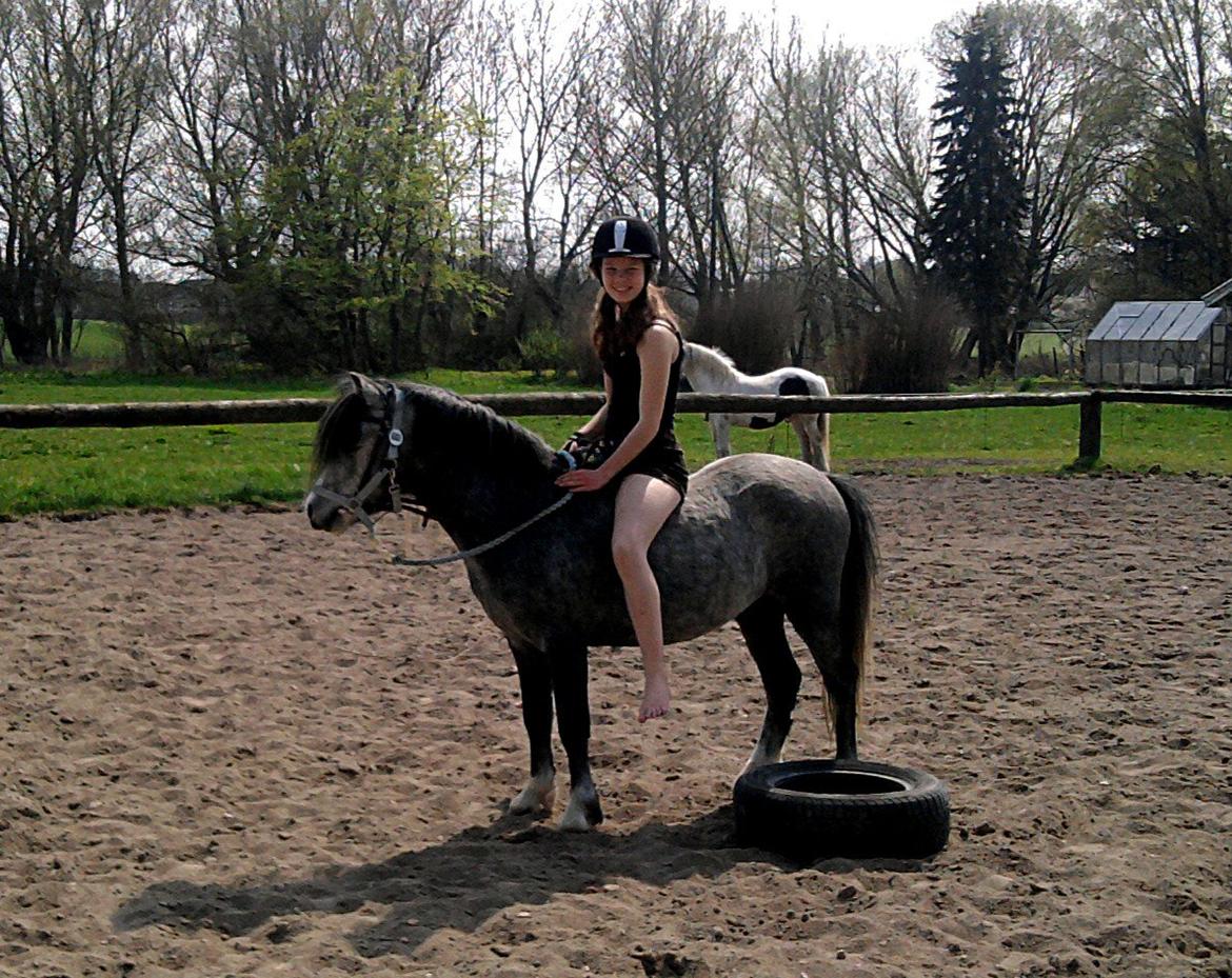 Welsh Mountain (sec A) Gribsvads Niam *sommer part* - Anden gang med rytter
07.05.13
Foto: Min søster billede 2