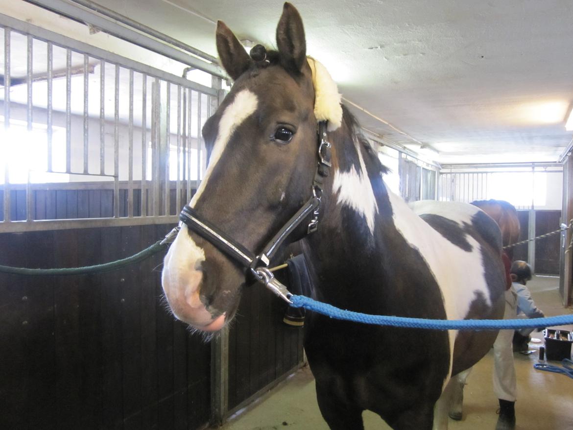 Anden særlig race Haffe Laffe - Klar, parat, start til stævne. billede 4