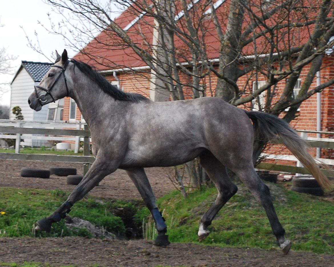 Holstener Blue Boy - Traven fejler vist ikke noget :D
 billede 9