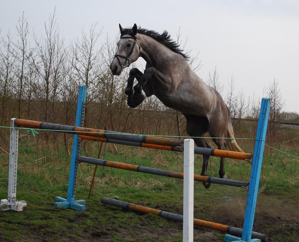 Holstener Blue Boy - Fordi du er så særlig, <3 Du er min lille baby, du var en kæmp, nu nyder jeg dig hver gang. Du giver så meget igen billede 4