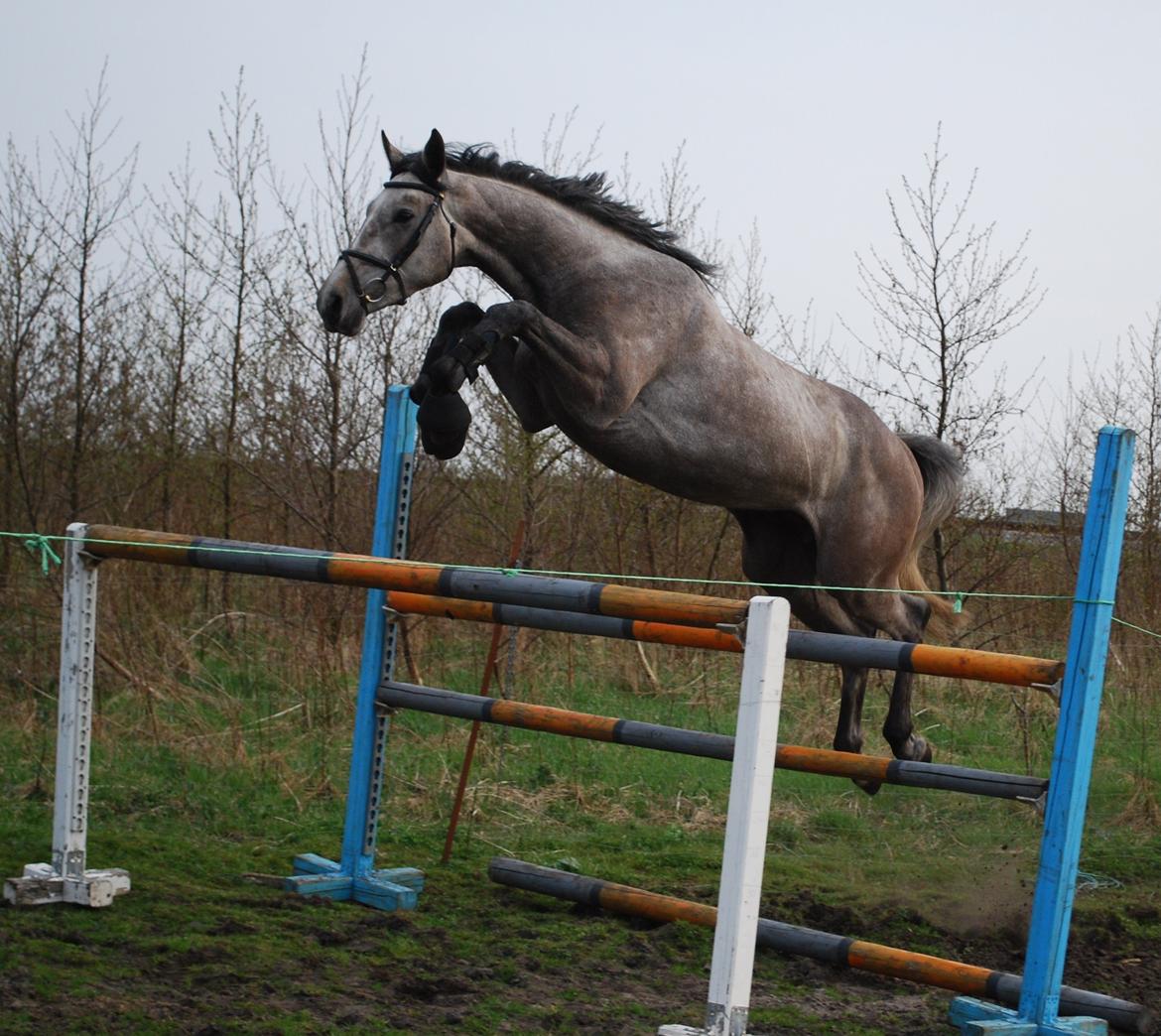 Holstener Blue Boy - Hvor der er mod er der vilje billede 10