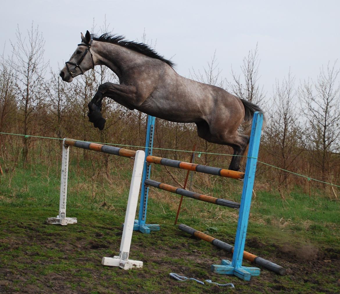 Holstener Blue Boy - Seje Bubble<3 billede 11