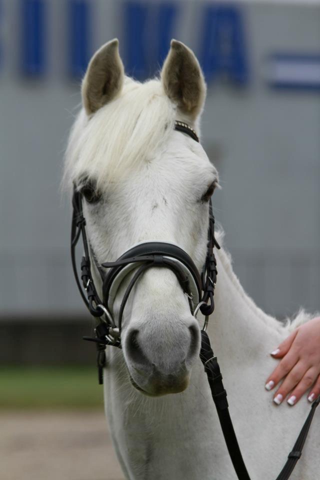 Hollandsk Sportspony Greyhound "pony" billede 1
